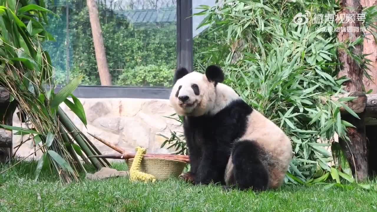 大熊猫"丫丫"最新视频来了!吃笋笋,睡觉觉,长肉肉