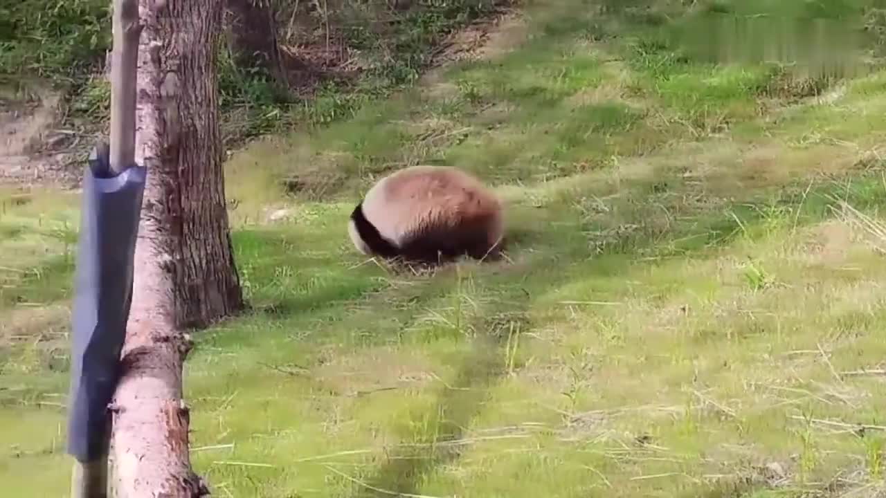 熊猫翻滚的简单介绍