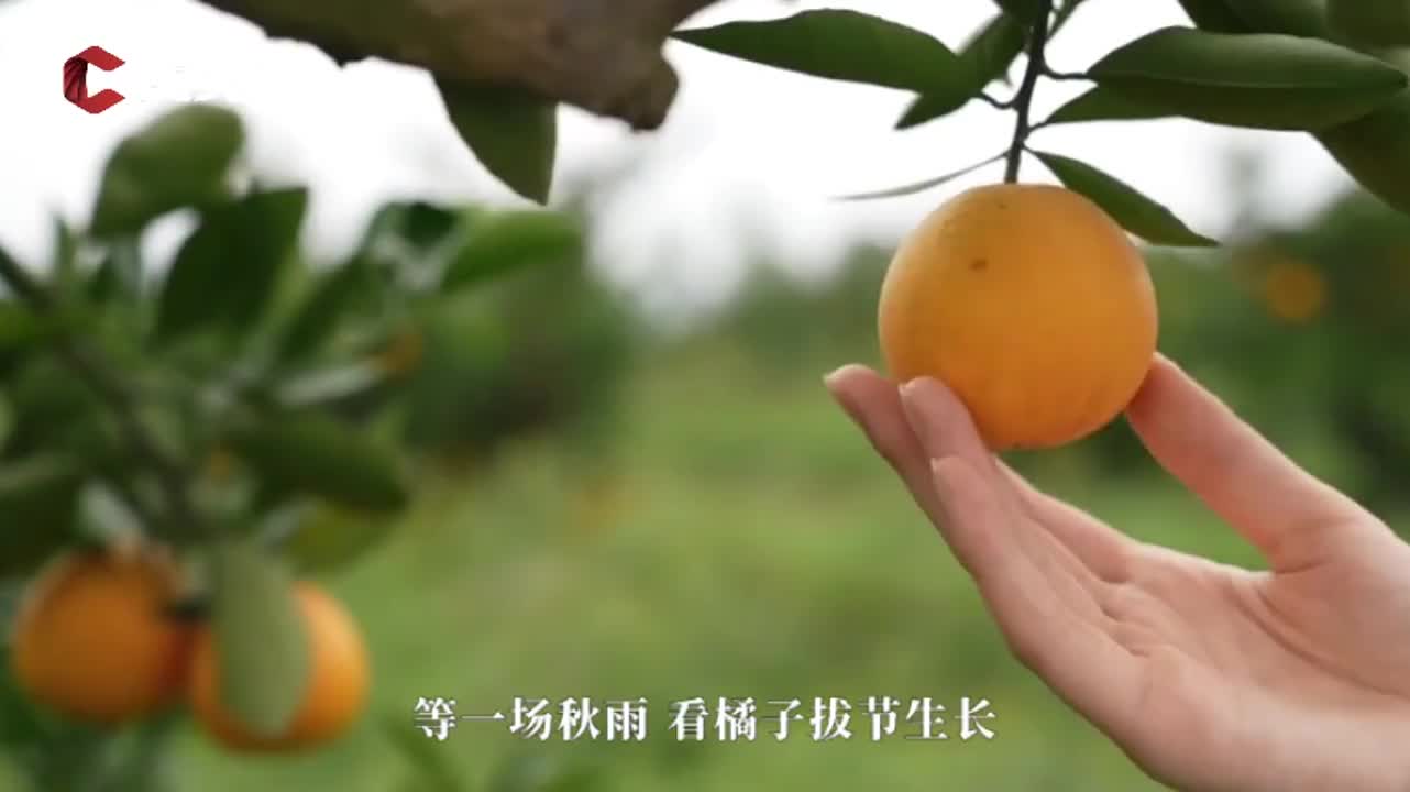 "品橘乡,观田园",中国橘乡61天府城市果园美如画