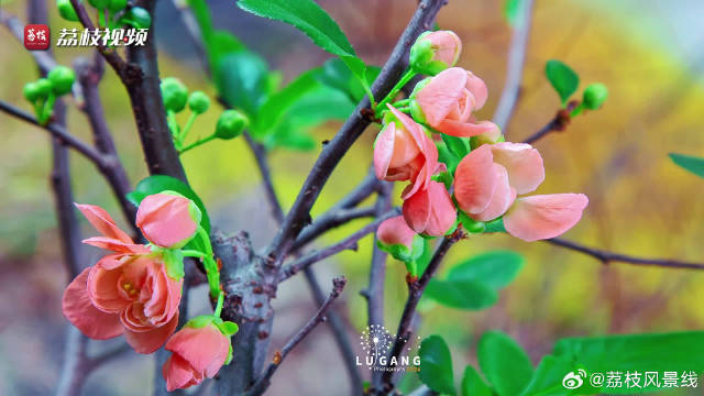 春日气息!海棠花开瞬间有多惊艳