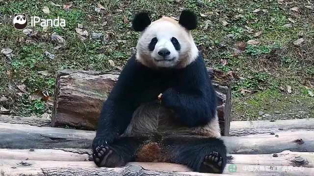 肚子胖胖,熊生旺旺