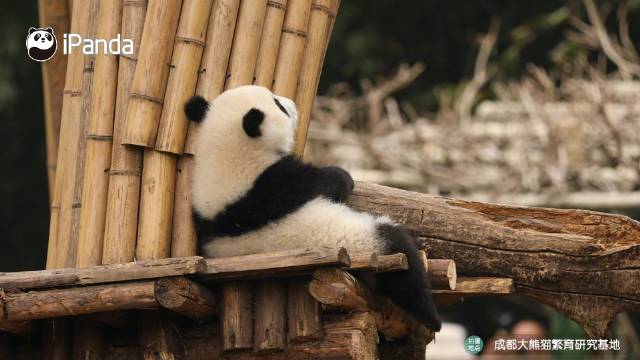 可爱!熊猫悠闲躺下松弛感拿捏了