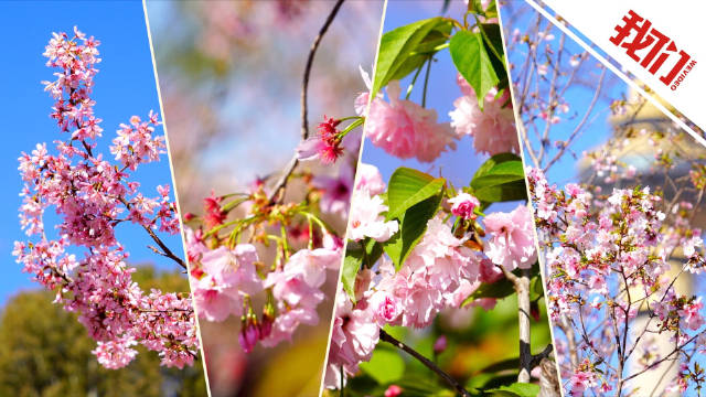 北京玉渊潭公园近3000株樱花绽放 市民游客驻足观赏拍摄