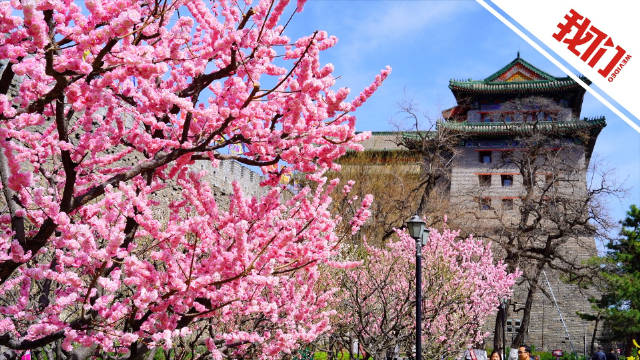 北京明城墙遗址公园梅花大规模绽放 进入最佳观赏期