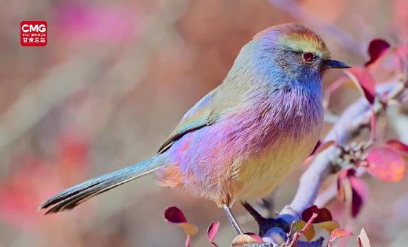 花彩雀莺身长仅10厘米左右,比成年人的手掌还要小