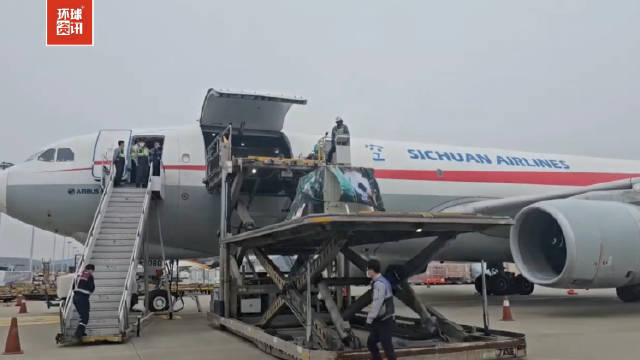 启程回家！福宝启程回国登机画面