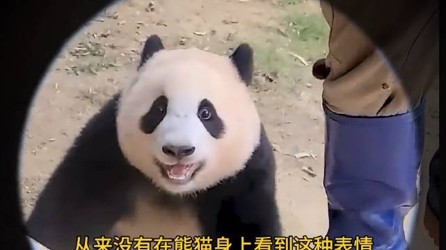 神盘点！ 福宝各种小表情有多适合做表情包