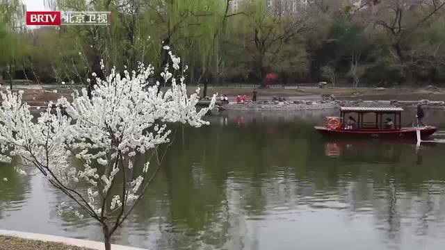 北京白桃花开醉了看花人
