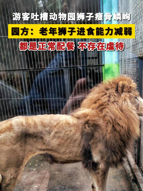 江西一动物园狮子瘦骨嶙峋引质疑,园方:老年狮子进食能力减弱_手机新浪网