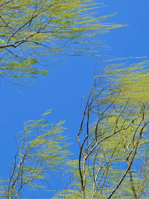 注意防范!北京发布大风蓝色预警信号