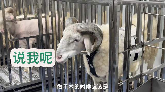 被植入人工心脏的小羊已存活3年