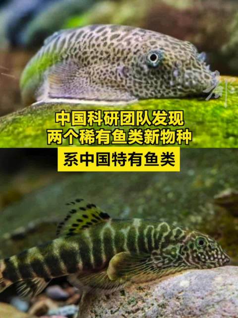 中国科研团队发现两个稀有鱼类新物种 ,系中国特有鱼类_手机新浪网
