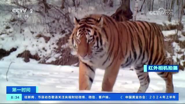 我国东北虎种群数量快速增长中国野生虎种群数量翻倍