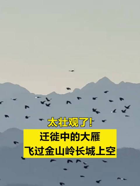 大雁飞越金山岭长城宛若水墨画