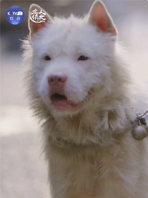 这只猪里猪气的狗竟是世界级猎犬