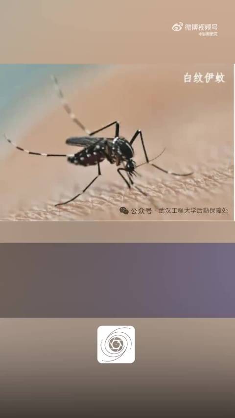 卫健委回应武汉现基孔肯雅热输入病例：将在官方渠道公开