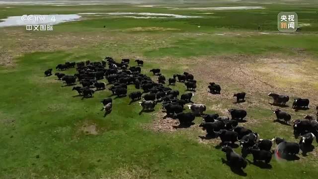 “光明天路” 点亮高原 铁塔巍峨 银线贯穿高原