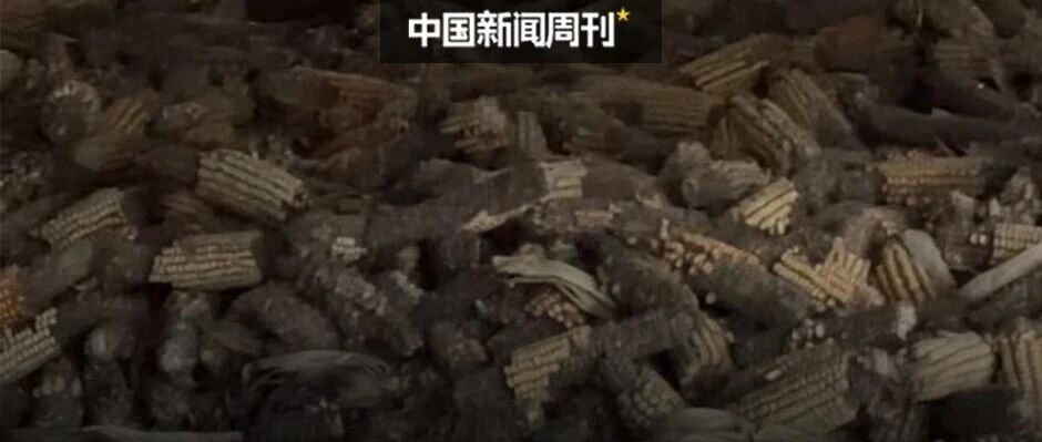 “看着满院发霉的玉米，想哭也哭不出” ，黄淮秋收调查