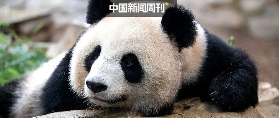 访华结束前，马克龙把熊猫弄到手了