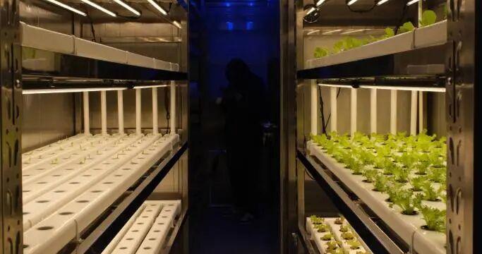 告诉雪龙号，船上也能种菜了！