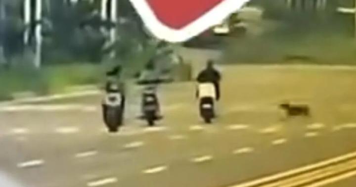 女子骑行被未拴绳大狗撞倒身亡，5个月后丈夫突发脑溢血进ICU，家中还有3个孩子两个老人……