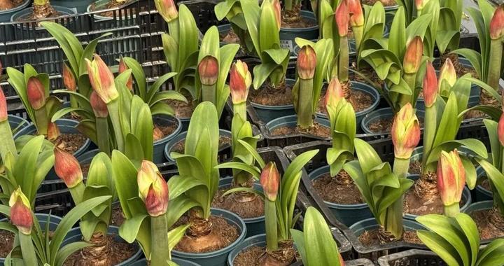 价格雪崩！近300元跌至35元，曾经的网红“卖不动了”