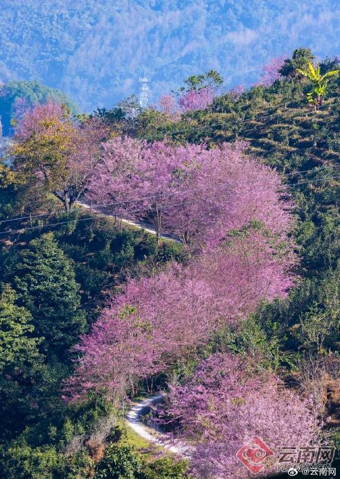 冬樱花盛开如何成为云南冬季旅游的新名片?(含视频)|云南省|芒市|德宏傣族景颇族自治州|游客|无量山_手机新浪网