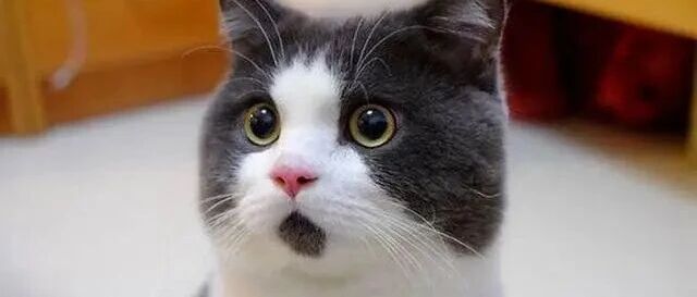 大面积涨停！603000，1分钟封板！超23万手封死