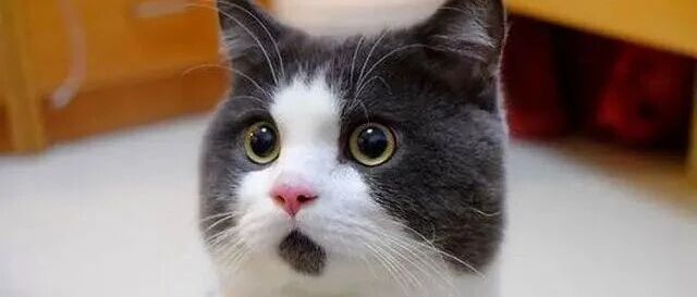 迪士尼指控Seedance