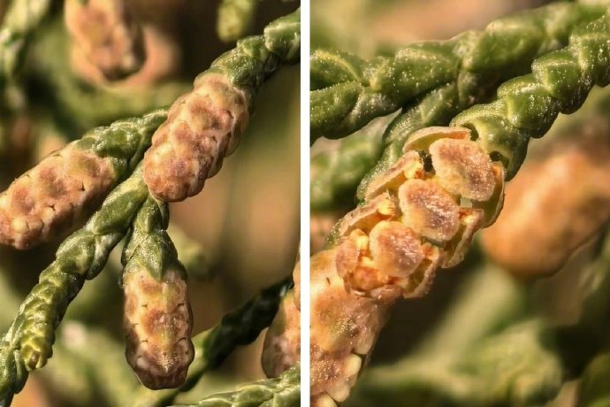 城市绿化中的风媒树种:如何在美化环境同时降低花粉过敏风险?(含视频)|呼吸科|生态|柏树|防护|浓度_手机新浪网
