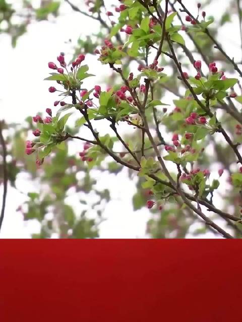 和总书记面对面｜植树增绿 共同为祖国发展贡献力量