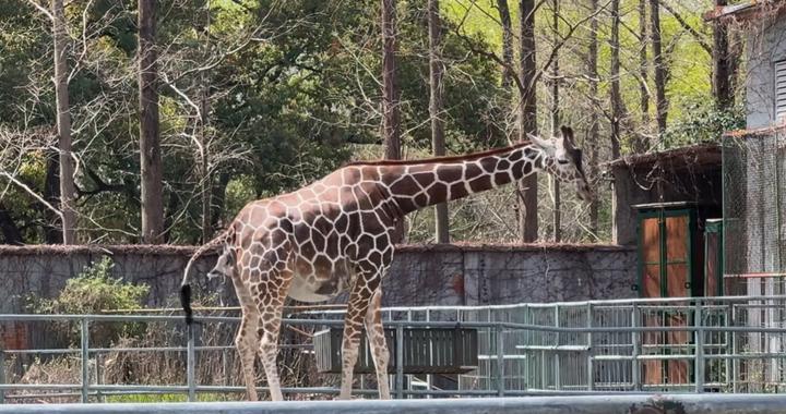 刚出生身高就1米93？长颈鹿家族喜讯不断！网友羡慕：我一生遥不可及的梦