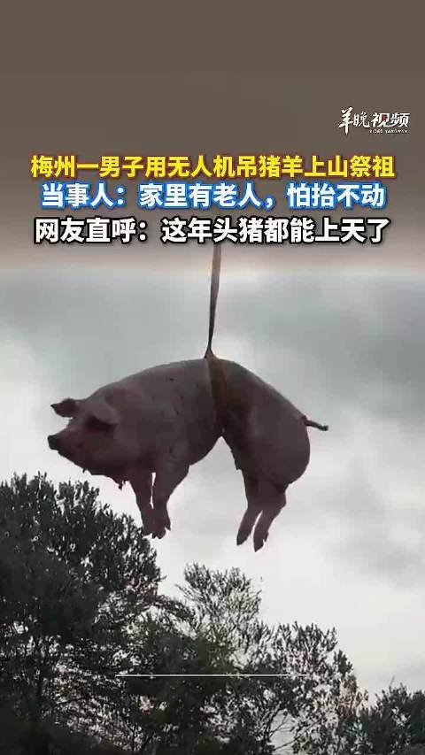 广东一男子用无人机吊运几百斤的猪羊上山祭祖，引发网友热议！当事人