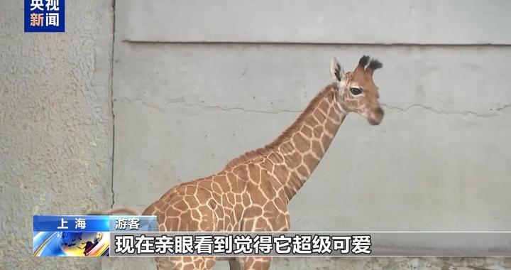 出生即“高”光 1.93米长颈鹿宝宝开始征名啦
