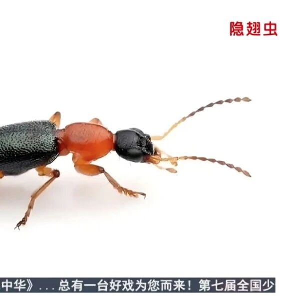 北方多地出现“飞行的硫酸”，有人沾上面部红肿长水疱！紧急提醒：不要拍，轻轻吹走或弹走