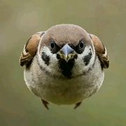 头像