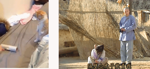 小燕子实在太抢眼