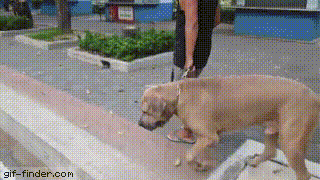 诶呀主人也不拉一下狗