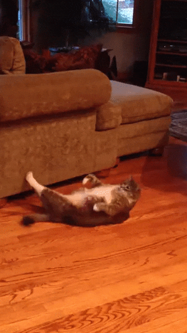 “看它都这么努力，你还有什么可抱怨的？！”