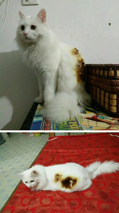 我的三花就是这样来的