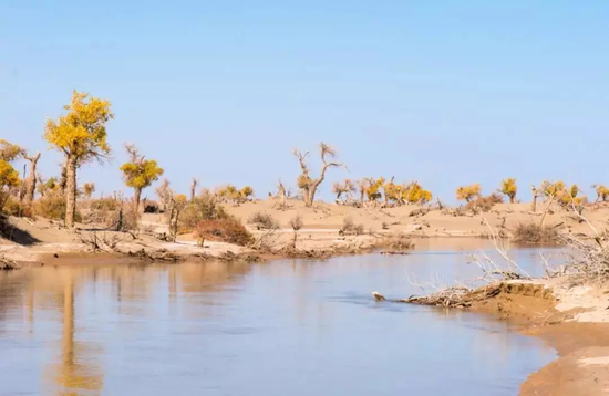 图源 | 中国绿化基金会