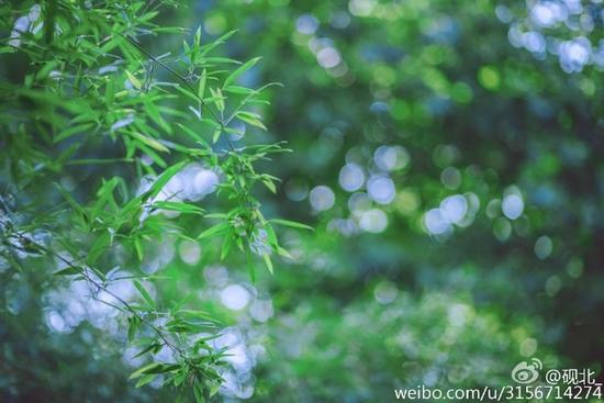 剑网3cos儒风花姐欣赏完美演绎万花桃源