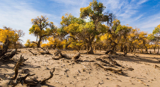 图源 | 中国绿化基金会