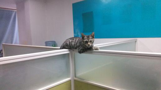 公司捡回来的猫，怪物工坊中长猫的原型，踢掉了N次插座后被“派遣”掉了