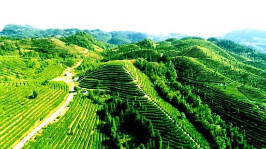 贵州镇宁县江龙镇江龙茶核心产业区——茅草基地