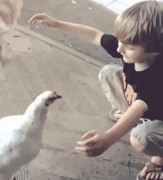 给菜鸡温暖的爱