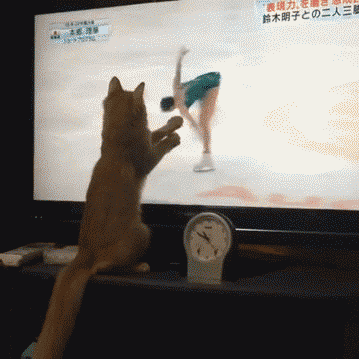 喵主子说的对！