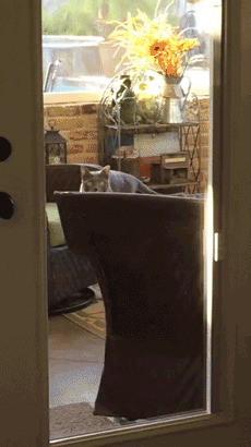 我，终将来到你的面前，夺去你的.....我说铲屎的，别转！