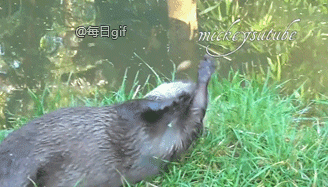 下面让这只河狸给大家举个栗子