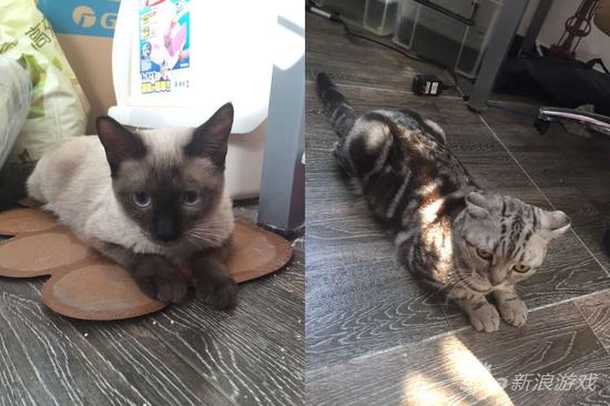 在TVR办公室的两只悠闲的猫